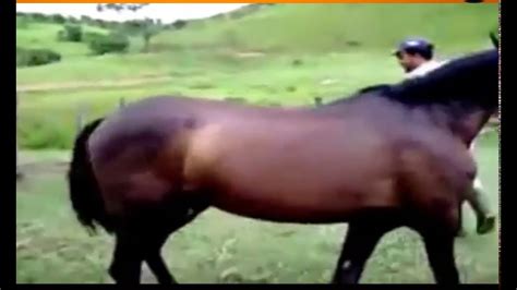 Compilation of hard sex with juicy horse pussies .